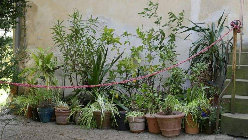 GrünOase Pflanzenpflege GmbH - Image 5