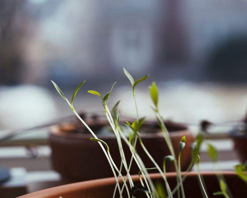 GrünOase Pflanzenpflege GmbH - Image 7